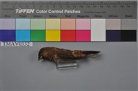 藏品(白腰文鳥)的圖片